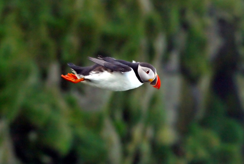 Atlantic Puffin (Fratercula arctica) - Wiki; DISPLAY FULL IMAGE.