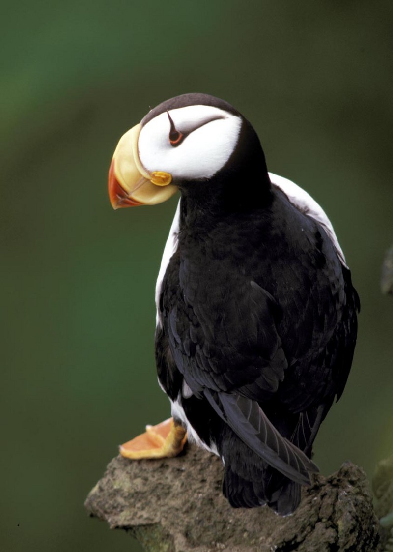Horned Puffin (Fratercula corniculata) - Wiki; DISPLAY FULL IMAGE.