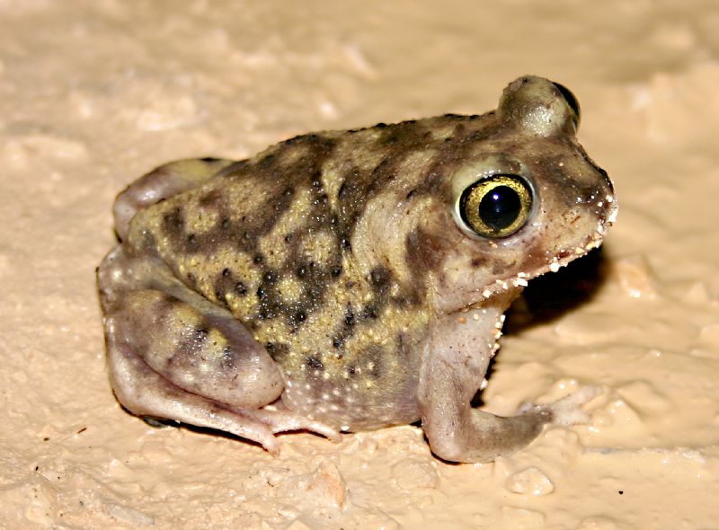 Couch's Spadefoot Toad (Scaphiopus couchii) - Wiki; DISPLAY FULL IMAGE.