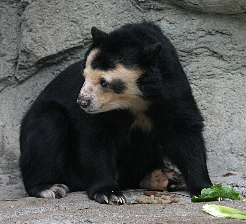 Spectacled Bear (Tremarctos ornatus) - Wiki; DISPLAY FULL IMAGE.