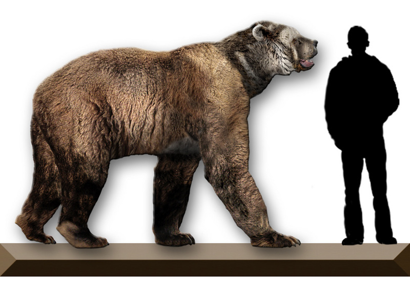 Short-faced Bear (Family: Ursidae, Genus: Arctodus) - Wiki; DISPLAY FULL IMAGE.