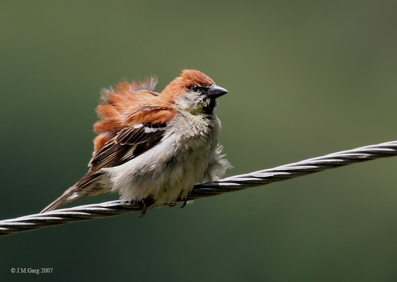 Old World Sparrow (Family: Passeridae, Genus: Passer) - Wiki; DISPLAY FULL IMAGE.