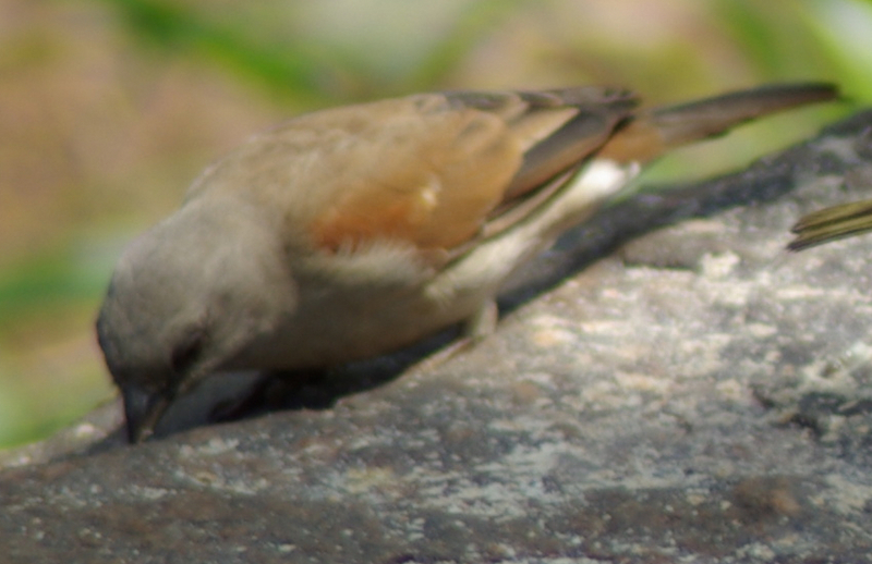 Swahili Sparrow (Passer suahelicus) - Wiki; DISPLAY FULL IMAGE.