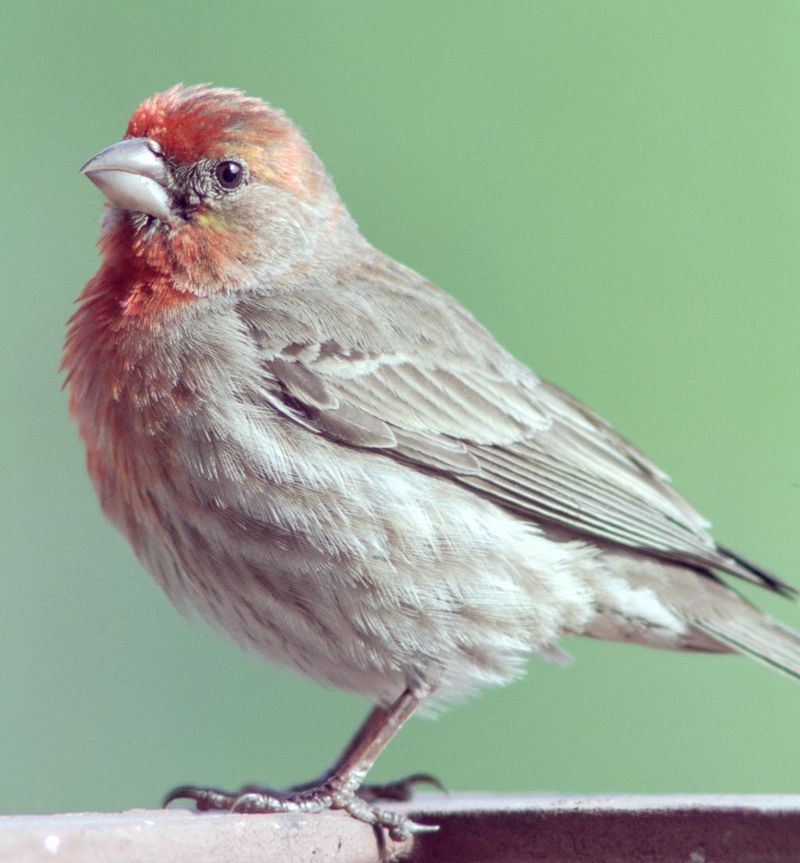 House Finch (Carpodacus mexicanus) - Wiki; DISPLAY FULL IMAGE.