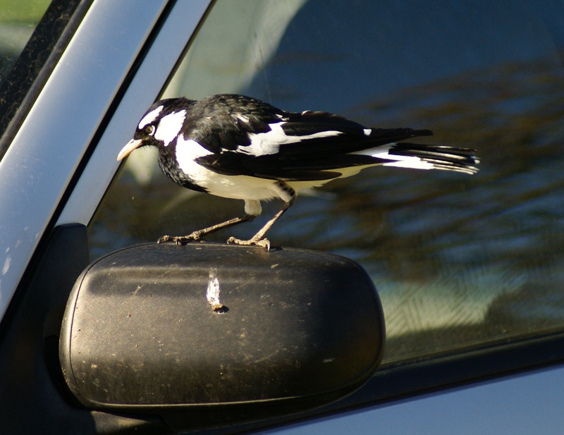 Magpie-lark, Mudlark, Peewee (Grallina cyanoleuca) - Wiki; DISPLAY FULL IMAGE.