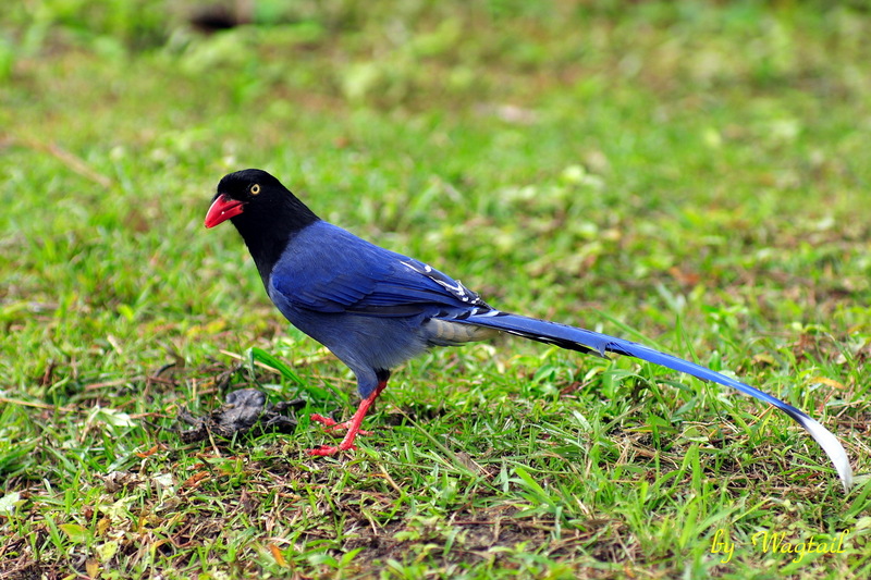 Formosan Blue Magpie (Urocissa caerulea) - Wiki; DISPLAY FULL IMAGE.