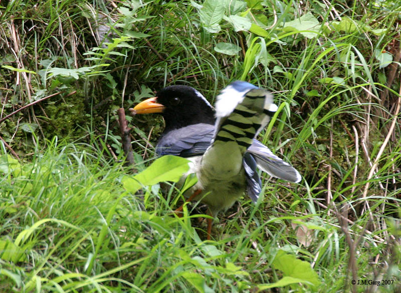 Gold-billed Magpie (Urocissa flavirostris) - Wiki; DISPLAY FULL IMAGE.