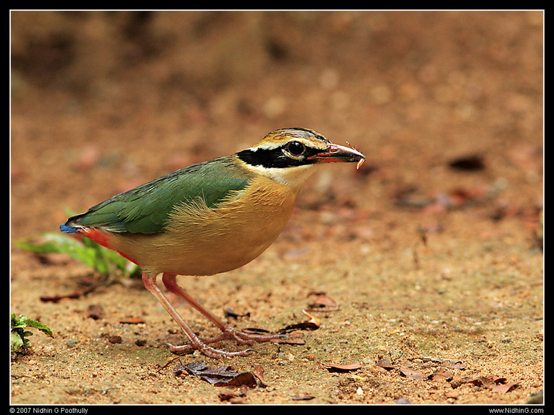 Pitta (Family: Pittidae, Genus Pitta) - Wiki; DISPLAY FULL IMAGE.