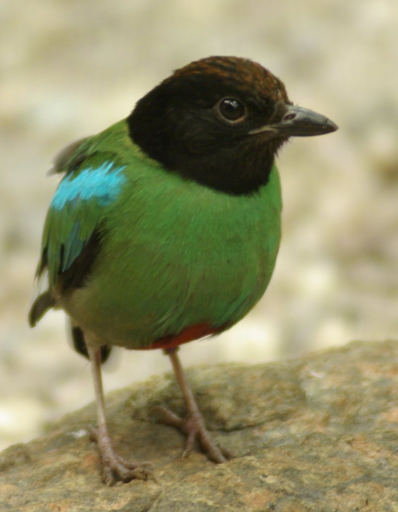 Hooded Pitta (Pitta sordida) - Wiki; DISPLAY FULL IMAGE.