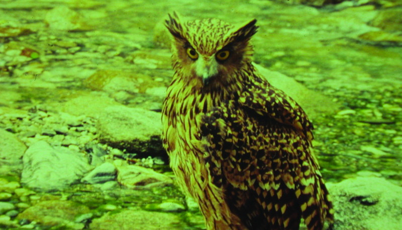 Tawny Fish-owl (Bubo flavipes) - Wiki; DISPLAY FULL IMAGE.