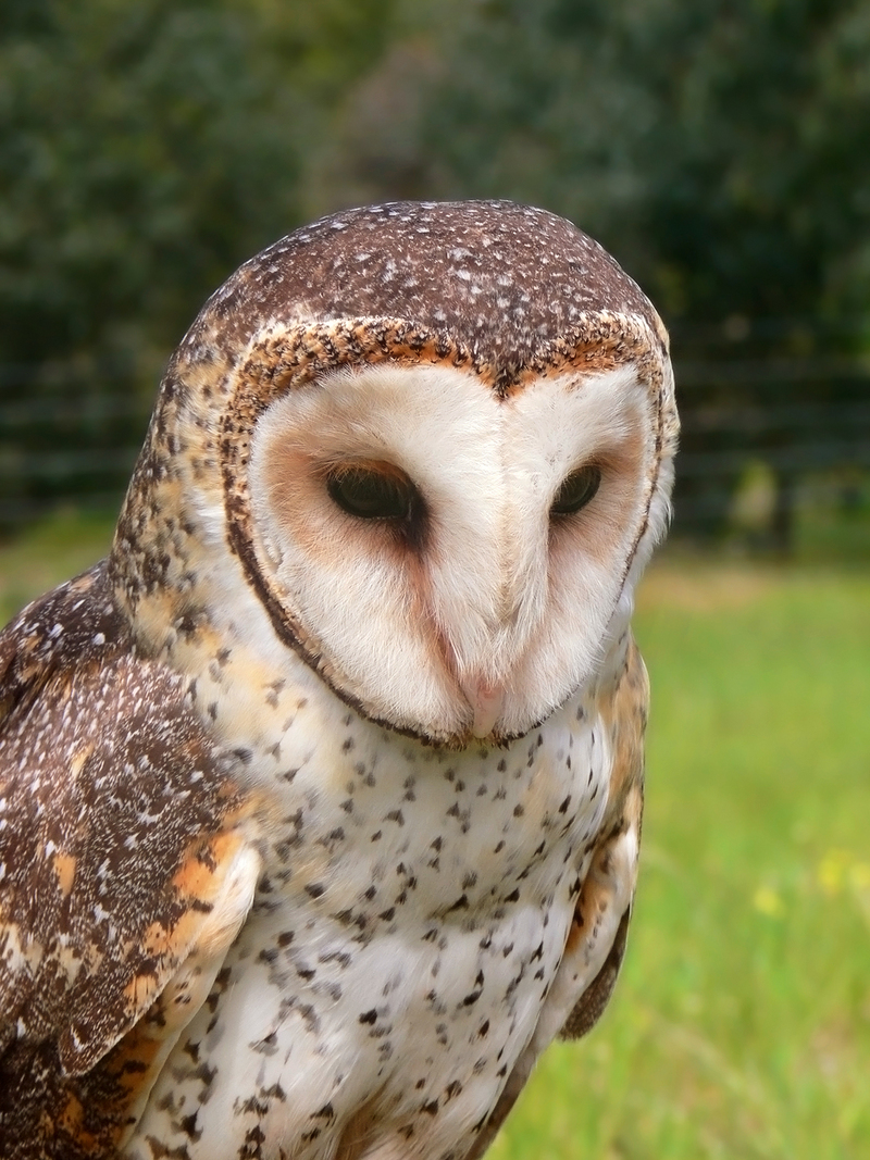 Family: Tytonidae (Barn-owls, Masked Owls) - Wiki; DISPLAY FULL IMAGE.