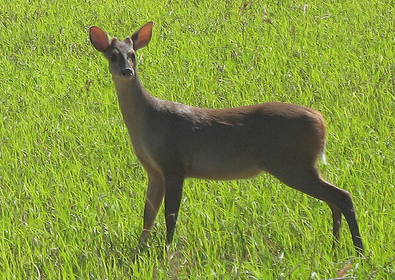 Red Brocket Deer (Mazama americana) - Wiki; DISPLAY FULL IMAGE.