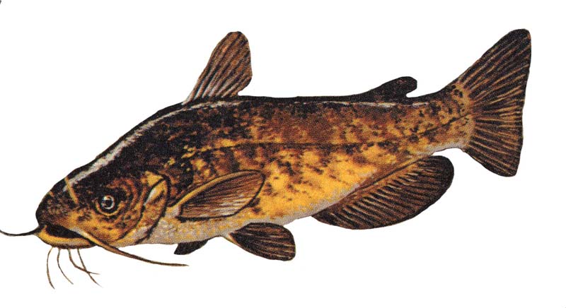 Bullhead Catfish (Family: Ictaluridae, Genus: Ameiurus) - Wiki; DISPLAY FULL IMAGE.