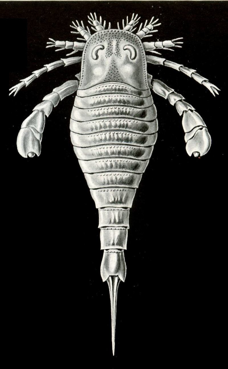 Eurypterid, Sea Scorpion (Class: Eurypterida) - Wiki; DISPLAY FULL IMAGE.