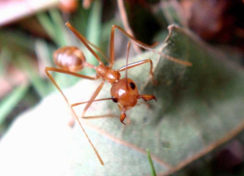 Weaver Ants (Family: Formicidae, Genus: Oecophylla) - Wiki; DISPLAY FULL IMAGE.