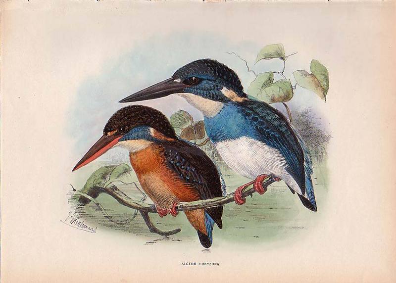 Blue-banded Kingfisher (Alcedo euryzona) - Wiki; DISPLAY FULL IMAGE.