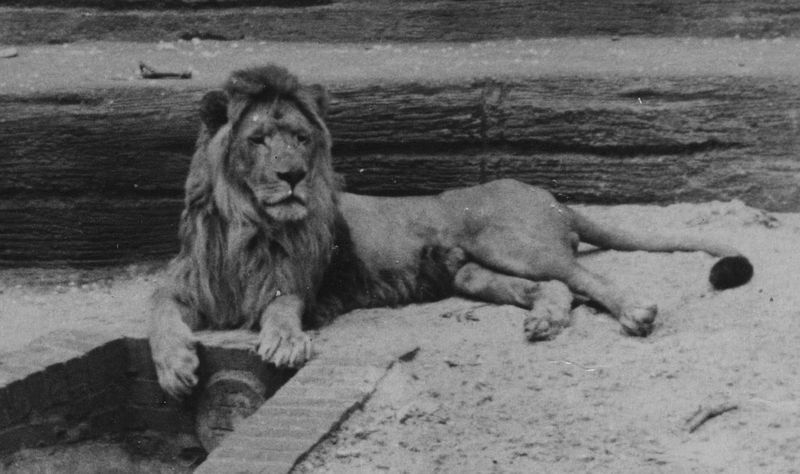 Barbary Lion (Panthera leo leo) - Wiki; DISPLAY FULL IMAGE.