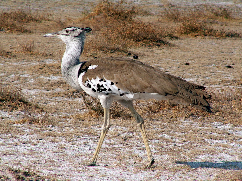 Kori Bustard (Ardeotis kori) - Wiki; DISPLAY FULL IMAGE.