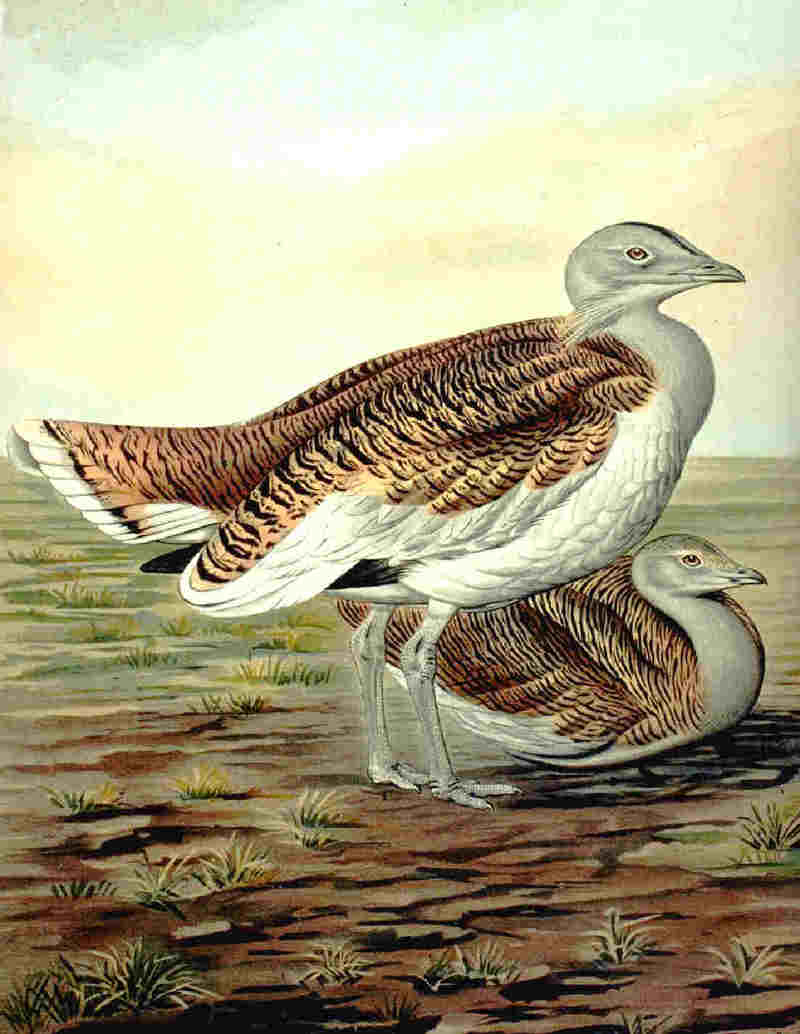 Great Bustard (Otis tarda) - Wiki; DISPLAY FULL IMAGE.