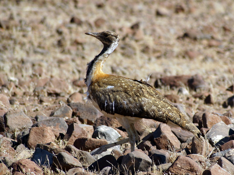 Ludwig's Bustard (Neotis ludwigii) - Wiki; DISPLAY FULL IMAGE.