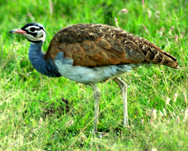 White-bellied Bustard (Eupodotis senegalensis) - Wiki; DISPLAY FULL IMAGE.