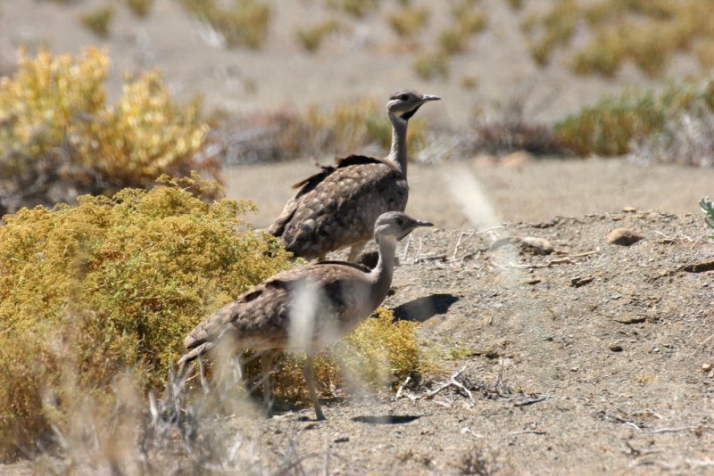 Karoo Bustard (Eupodotis vigorsii) - Wiki; DISPLAY FULL IMAGE.