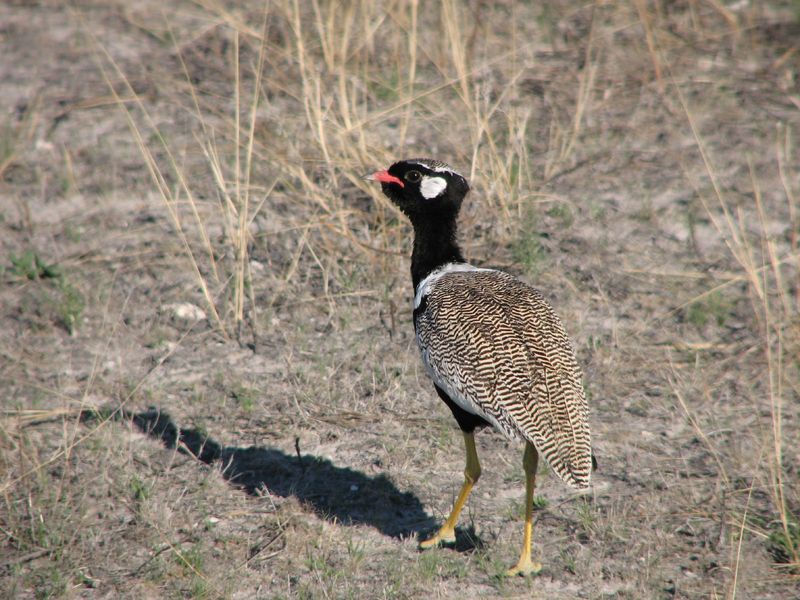 White-quilled Bustard (Afrotis afraoides) - Wiki; DISPLAY FULL IMAGE.