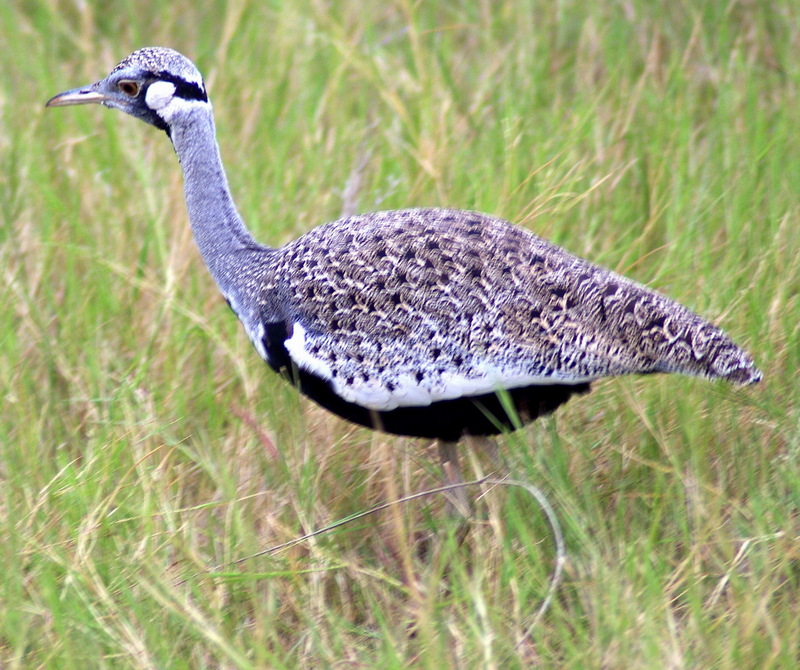 Black-bellied Bustard (Lissotis melanogaster) - Wiki; DISPLAY FULL IMAGE.