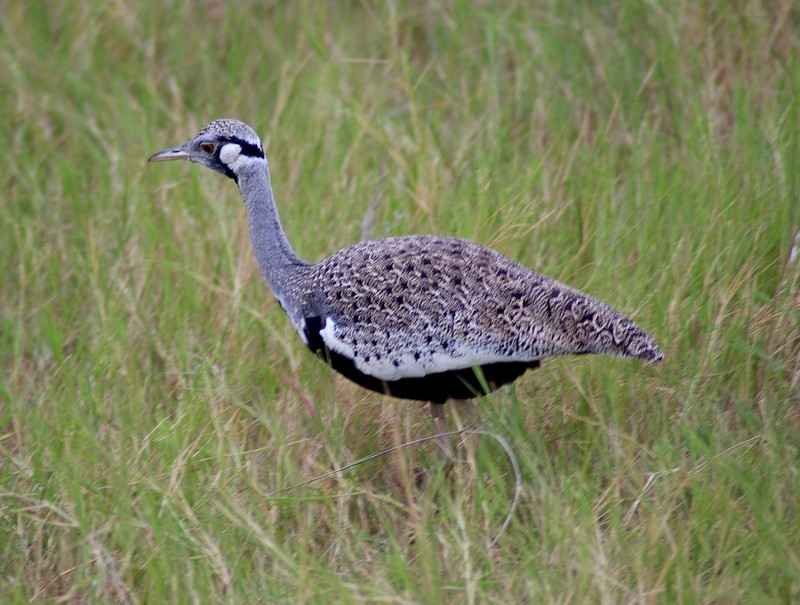 Hartlaub's Bustard (Lissotis hartlaubii) - Wiki; DISPLAY FULL IMAGE.