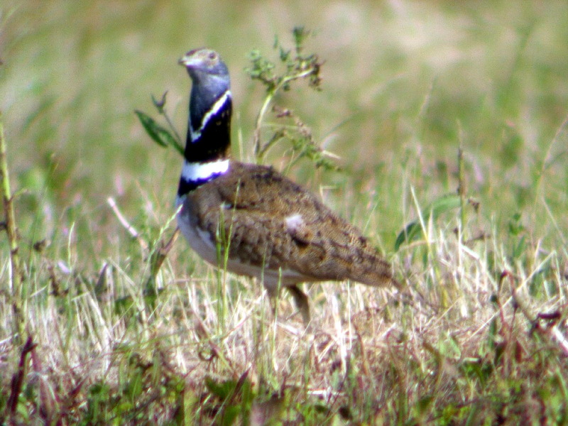 Little Bustard (Tetrax tetrax) - Wiki; DISPLAY FULL IMAGE.