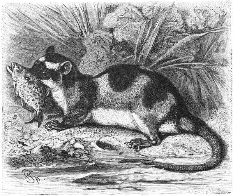 Water Opossum (Chironectes minimus) - Wiki; DISPLAY FULL IMAGE.