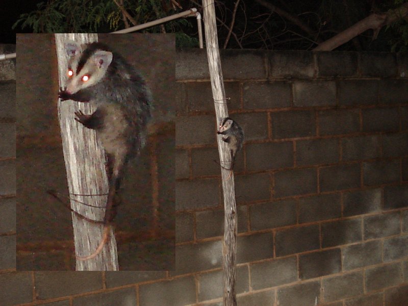 White-eared Opossum (Didelphis albiventris) - Wiki; DISPLAY FULL IMAGE.