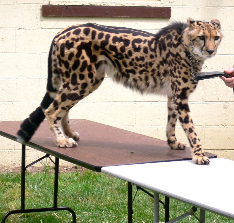 King Cheetah (Acinonyx jubatus) - Wiki; DISPLAY FULL IMAGE.