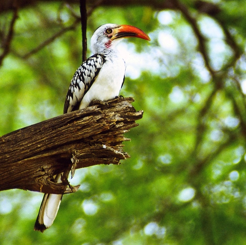 Red-billed Hornbill (Tockus erythrorhynchus) - Wiki; DISPLAY FULL IMAGE.