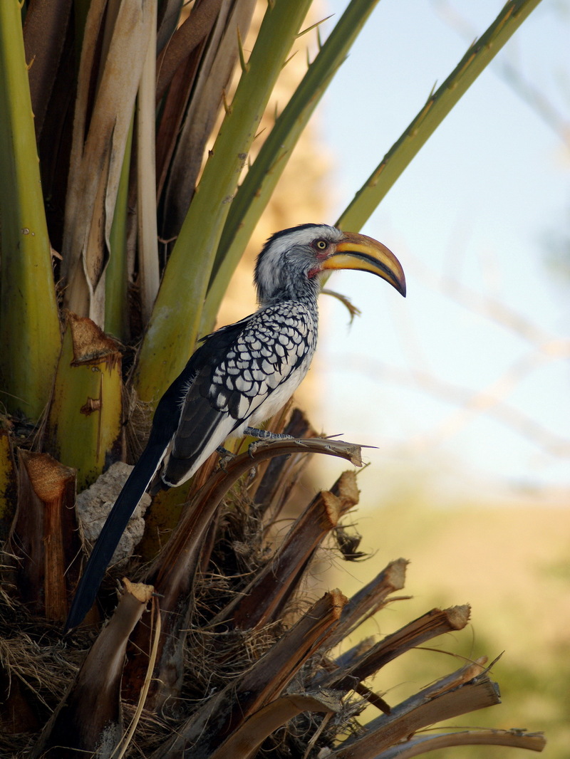 Southern Yellow-billed Hornbill (Tockus leucomelas) - Wiki; DISPLAY FULL IMAGE.