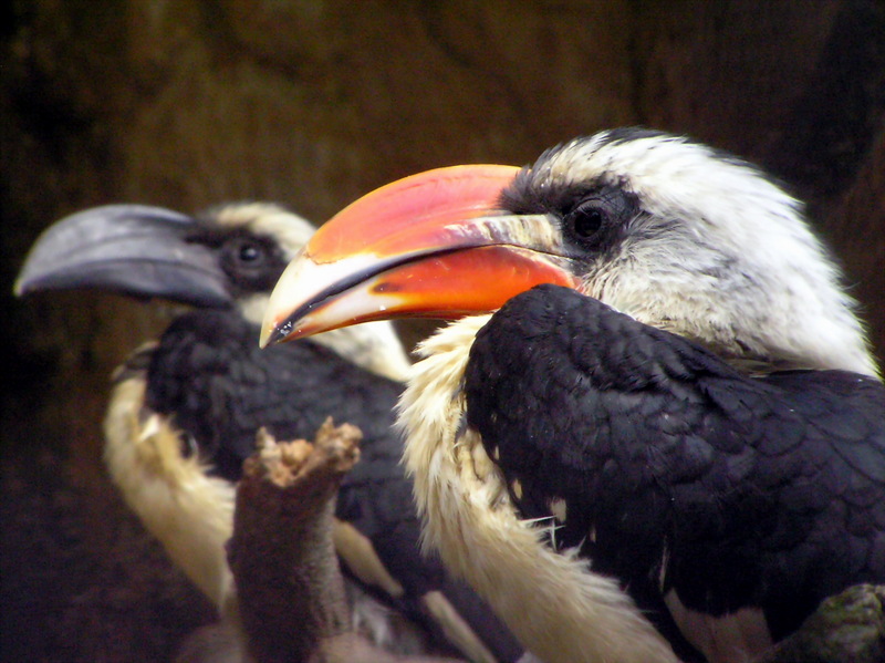 Von der Decken's Hornbill (Tockus deckeni) - Wiki; DISPLAY FULL IMAGE.