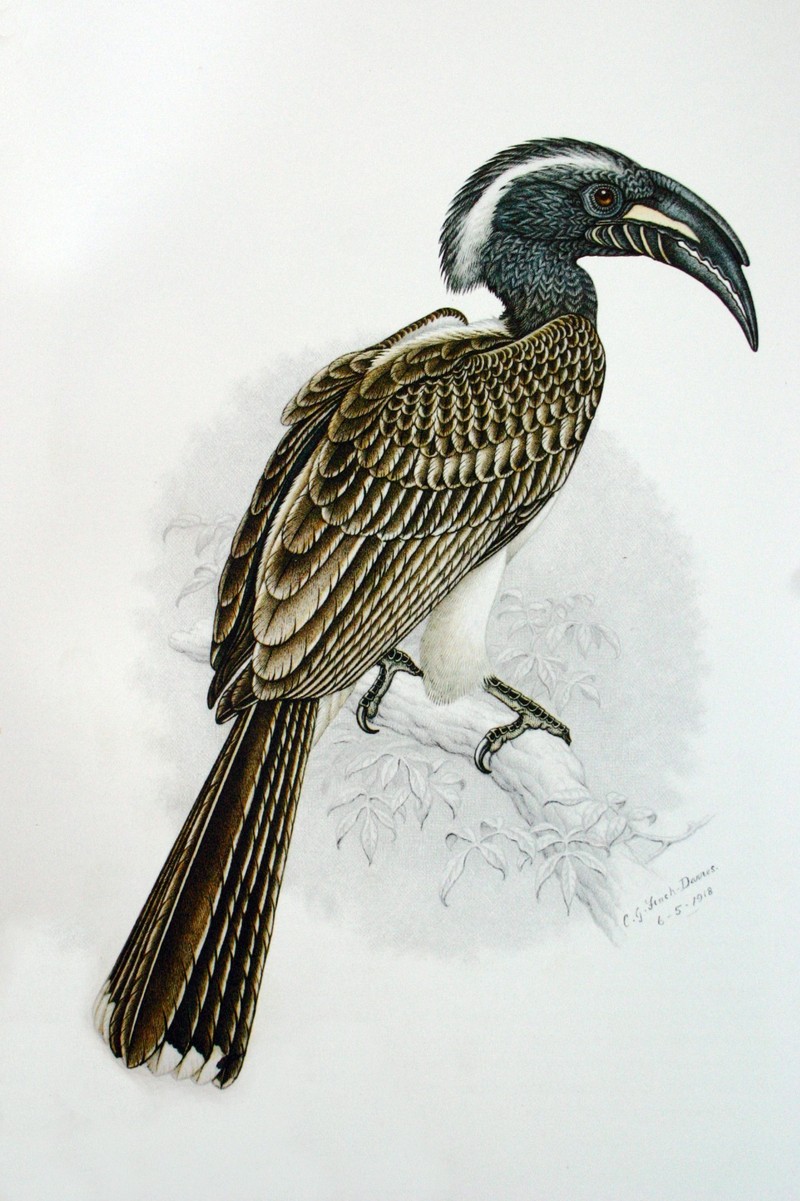 African Grey Hornbill (Tockus nasutus) adult male; DISPLAY FULL IMAGE.