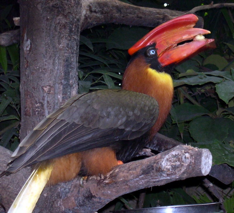 Rufous Hornbill (Buceros hydrocorax) - Wiki; DISPLAY FULL IMAGE.