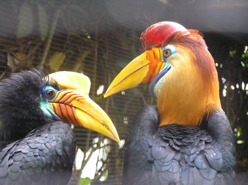 Knobbed Hornbill (Aceros cassidix); DISPLAY FULL IMAGE.