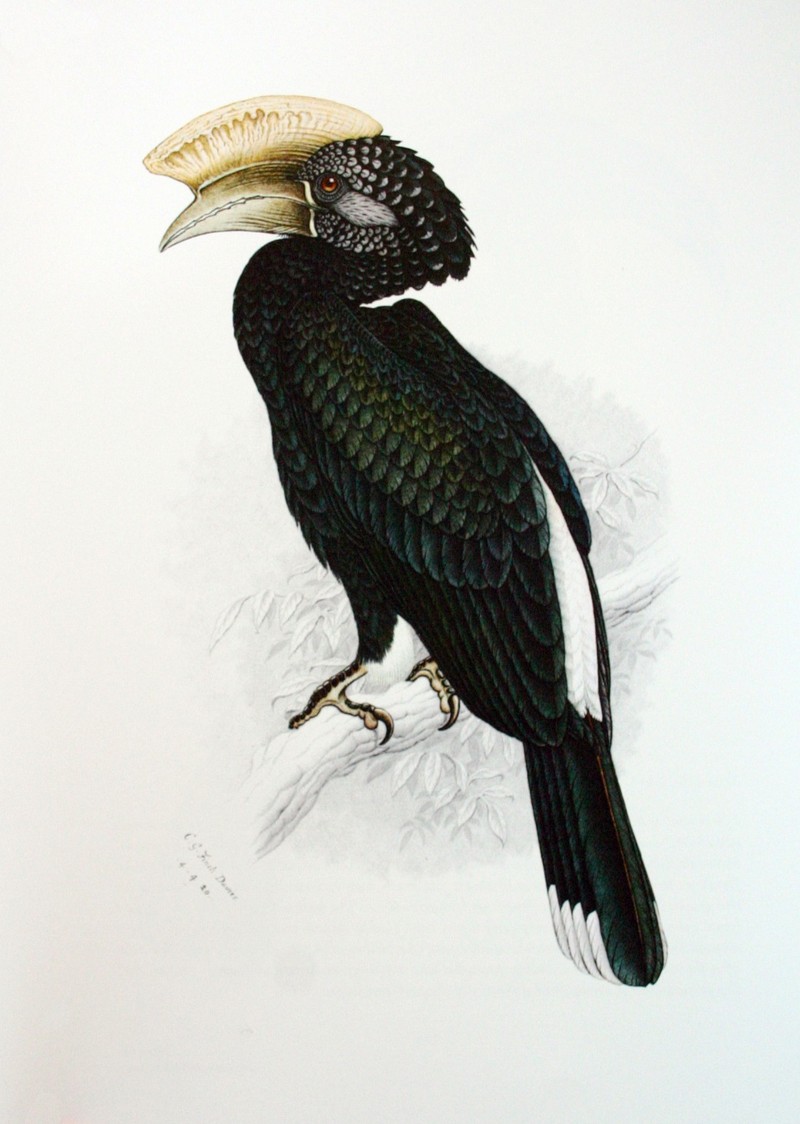 Silvery-cheeked Hornbill (Bycanistes brevis) painting; DISPLAY FULL IMAGE.