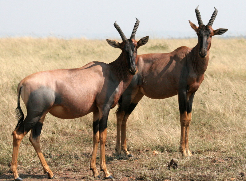 Topi (Damaliscus lunatus) - Wiki; DISPLAY FULL IMAGE.