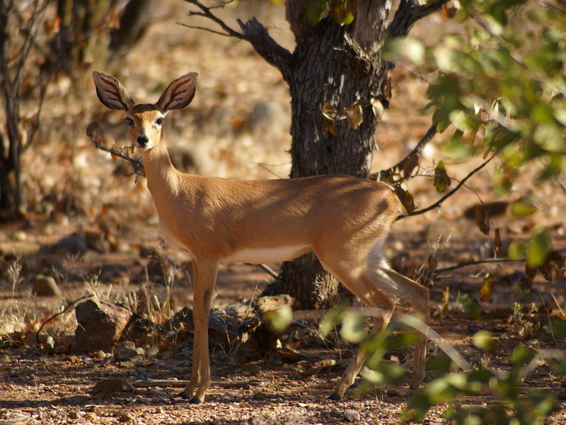 Steenbok (Raphicerus campestris) - Wiki; DISPLAY FULL IMAGE.