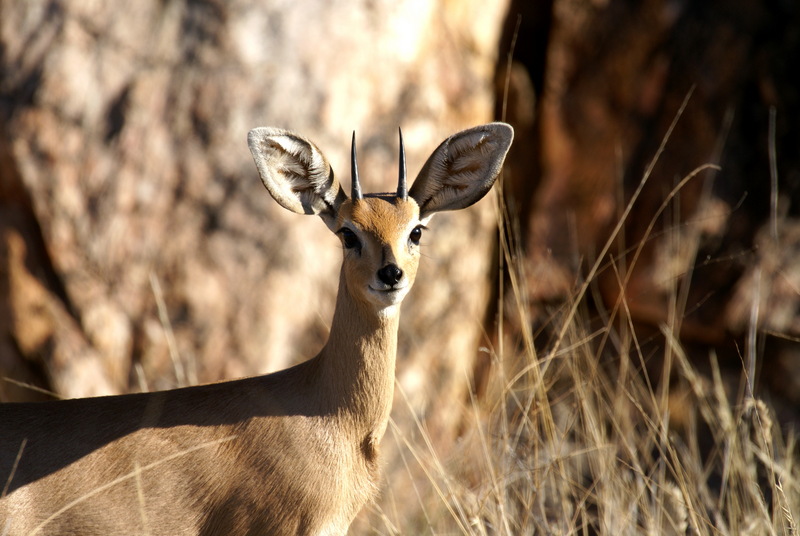 Steenbok (Raphicerus campestris) male; DISPLAY FULL IMAGE.