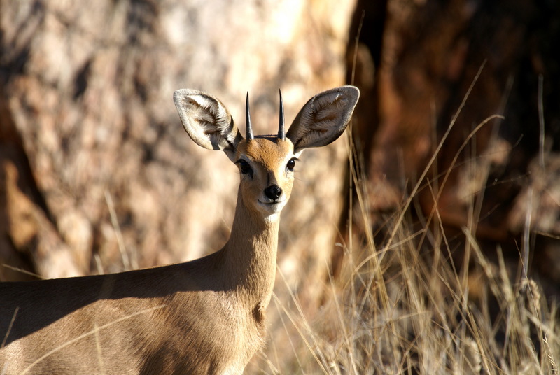 Steenbok (Raphicerus campestris) male; DISPLAY FULL IMAGE.