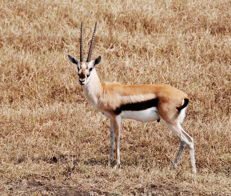 Thomson's Gazelle (Gazella thomsoni) - Wiki; DISPLAY FULL IMAGE.