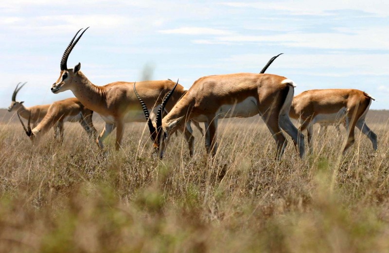 Grant's Gazelle (Gazella granti) - Wiki; DISPLAY FULL IMAGE.