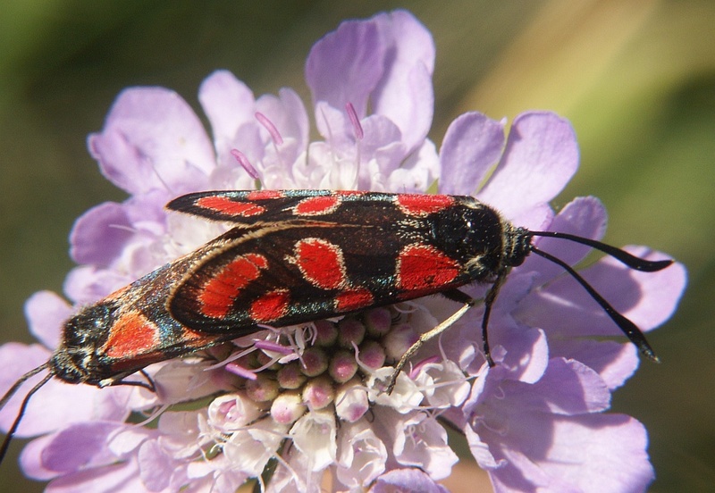 Blood Droplet Burnet - Zygaena carniolica; DISPLAY FULL IMAGE.