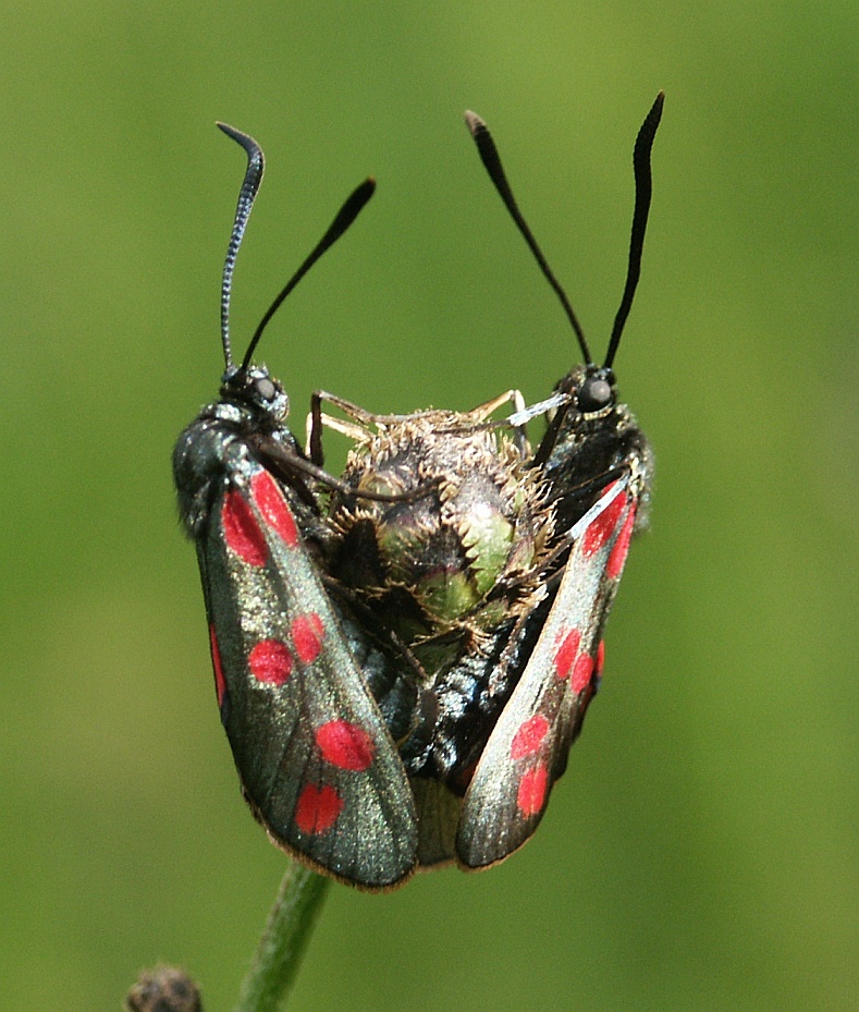 Six-spot Burnet (Zygaena filipendulae) - Wiki; DISPLAY FULL IMAGE.