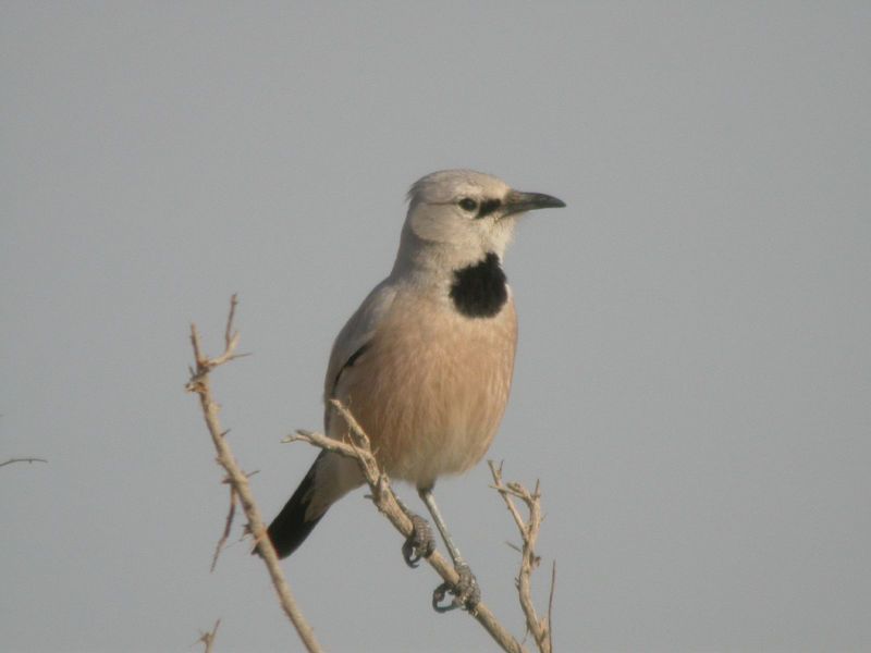 Turkestan Ground-jay (Podoces panderi) - Wiki; DISPLAY FULL IMAGE.