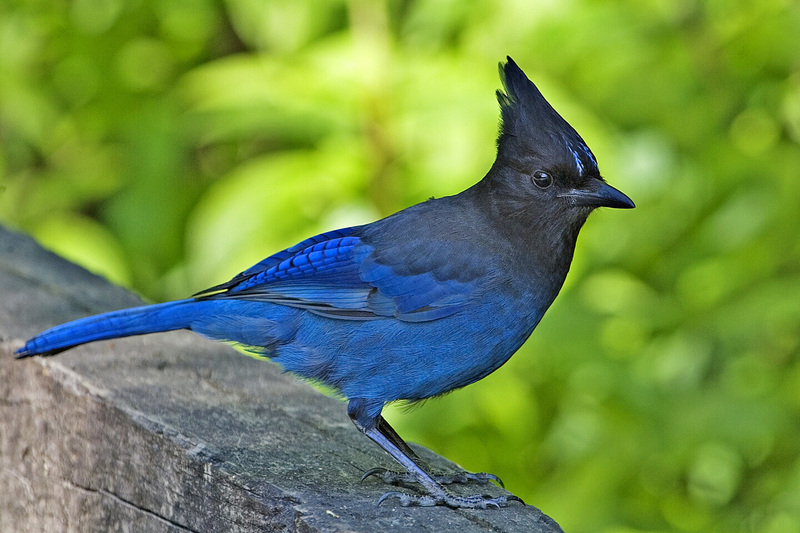 Steller's Jay (Cyanocitta stelleri) - Wiki; DISPLAY FULL IMAGE.